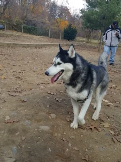 K9 Korral Dog Run - Woodhaven,