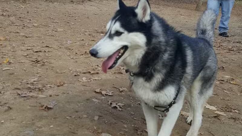 K9 Korral Dog Run - Woodhaven,