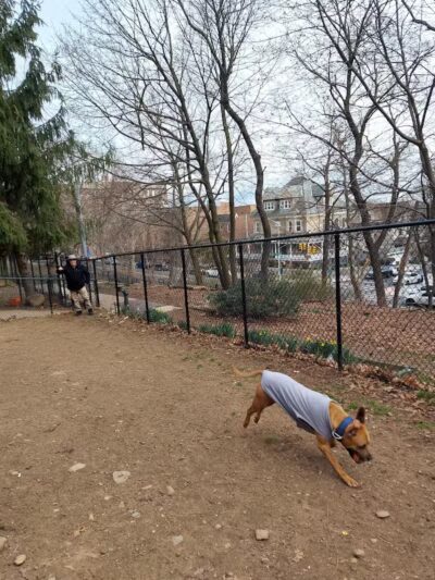 K9 Korral Dog Run - Woodhaven,