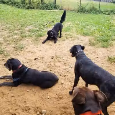 K9 Korral Dog Run - Woodhaven,