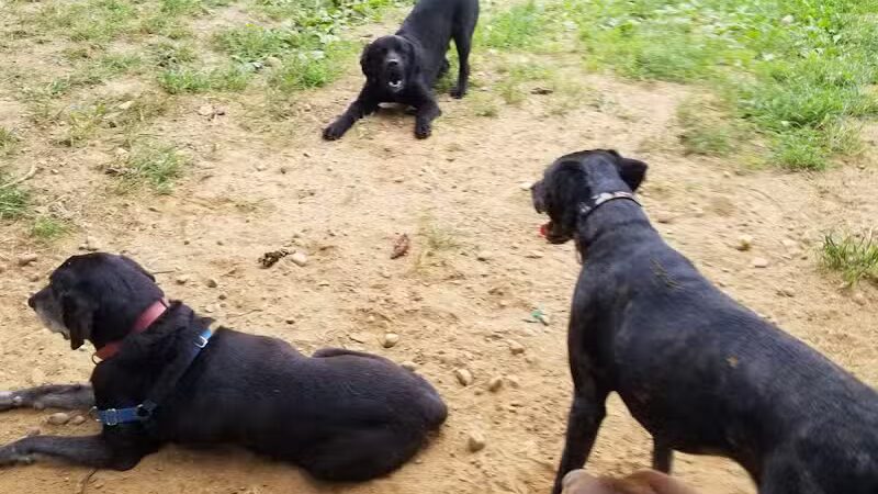 K9 Korral Dog Run - Woodhaven,