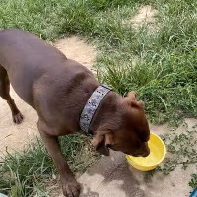 K9 Korral Dog Run - Woodhaven,