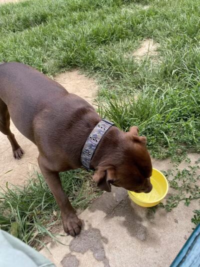 K9 Korral Dog Run - Woodhaven,