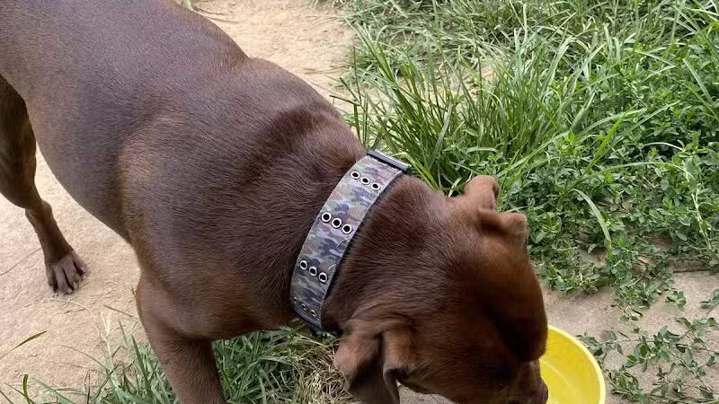 K9 Korral Dog Run - Woodhaven,