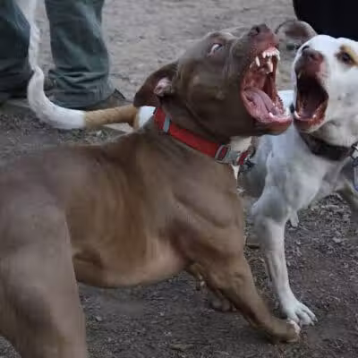 K9 Korral Dog Run - Woodhaven,
