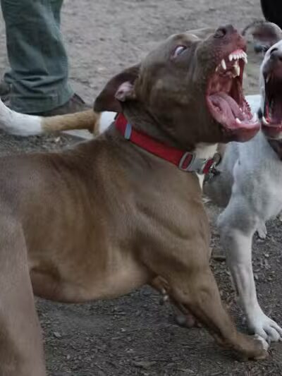 K9 Korral Dog Run - Woodhaven,