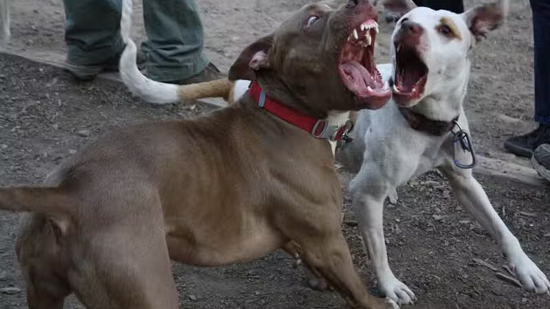 K9 Korral Dog Run - Woodhaven,