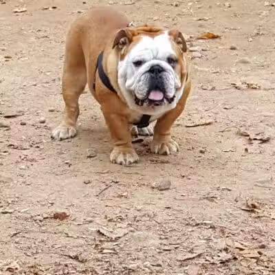 K9 Korral Dog Run - Woodhaven,
