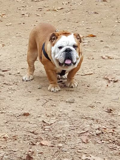 K9 Korral Dog Run - Woodhaven,