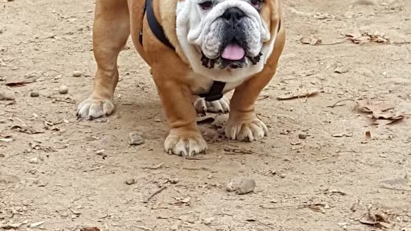 K9 Korral Dog Run - Woodhaven,