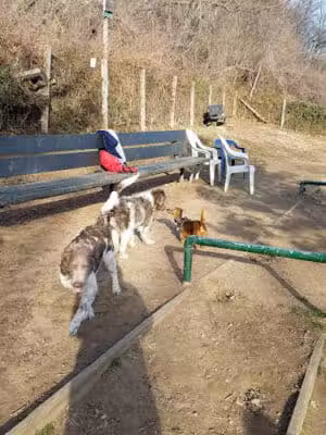 K9 Korral Dog Run - Woodhaven,