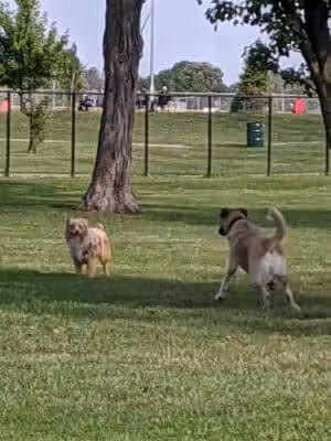 WOOFhaven Dog Park (Membership Required) - Woodhaven, MI