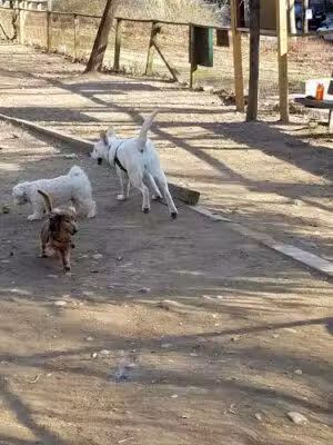 K9 Korral Dog Run - Woodhaven, NY