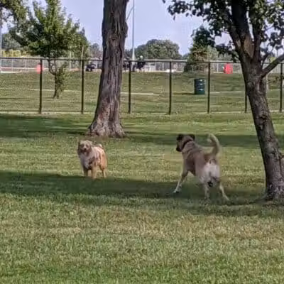 WOOFhaven Dog Park (Membership Required) - Woodhaven, MI
