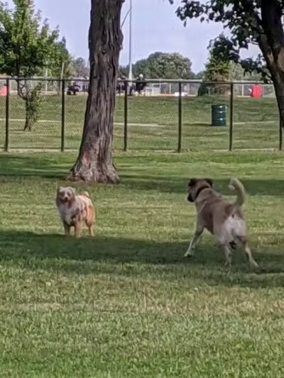 WOOFhaven Dog Park (Membership Required) - Woodhaven, MI