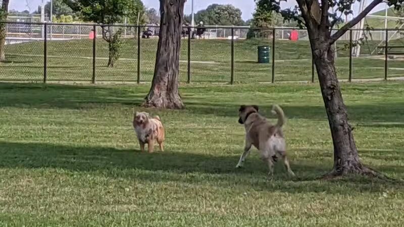 WOOFhaven Dog Park (Membership Required) - Woodhaven, MI