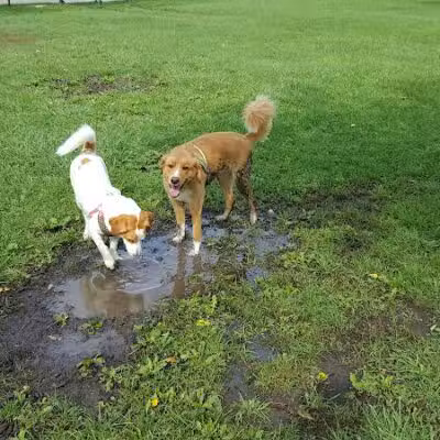 WOOFhaven Dog Park (Membership Required) - Woodhaven, MI