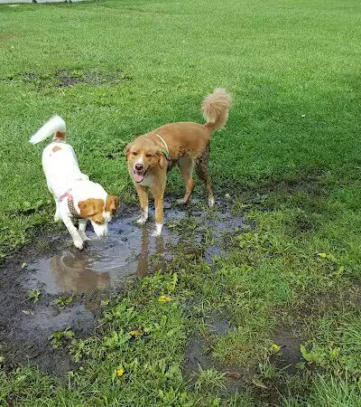 WOOFhaven Dog Park (Membership Required) - Woodhaven, MI