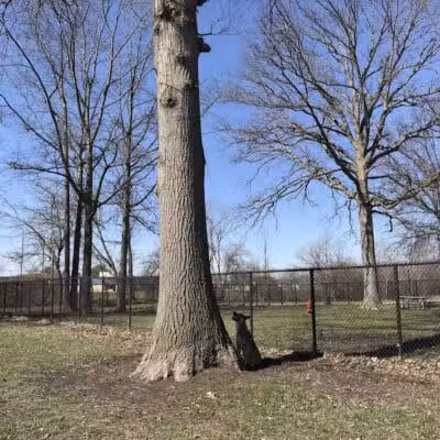 WOOFhaven Dog Park (Membership Required) - Woodhaven, MI