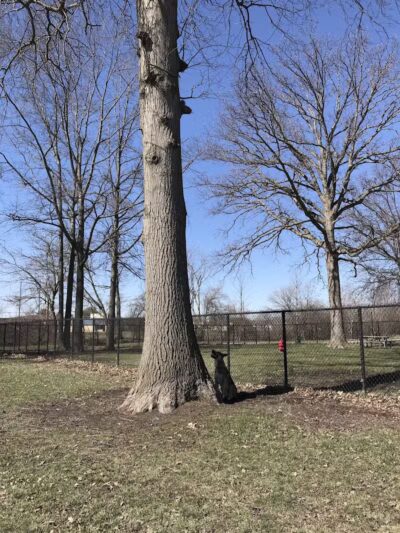 WOOFhaven Dog Park (Membership Required) - Woodhaven, MI