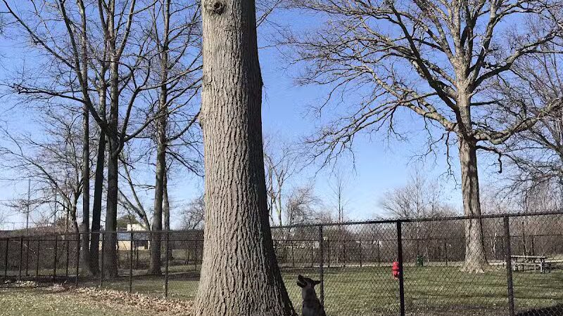 WOOFhaven Dog Park (Membership Required) - Woodhaven, MI