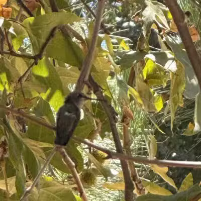 Serrania Park - Woodland Hills, CA