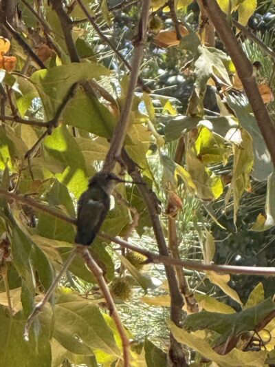 Serrania Park - Woodland Hills, CA