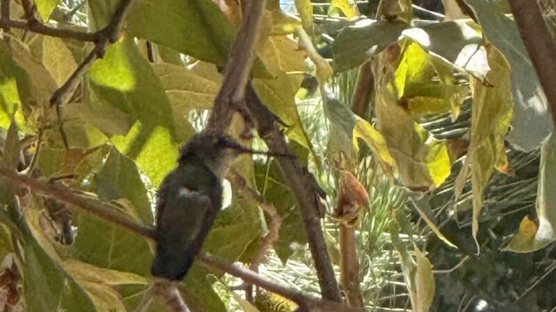 Serrania Park - Woodland Hills, CA