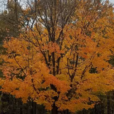 Woodland Roadside Park - Woodland,