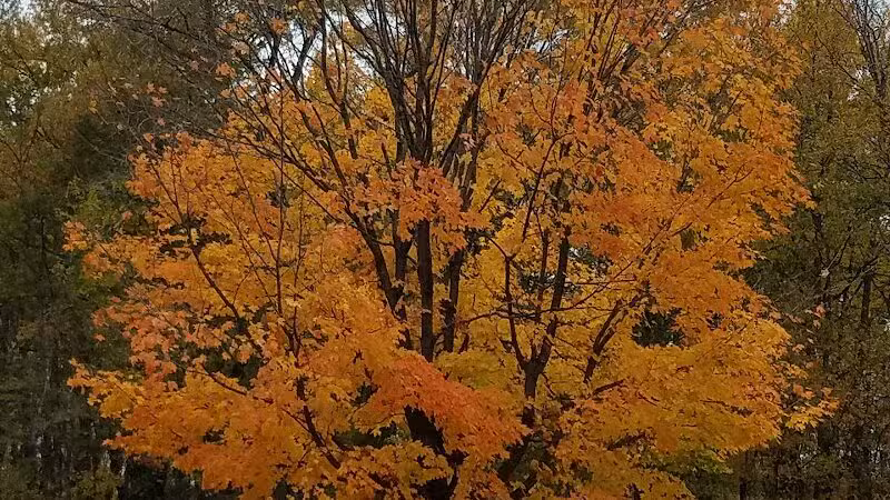 Woodland Roadside Park - Woodland,