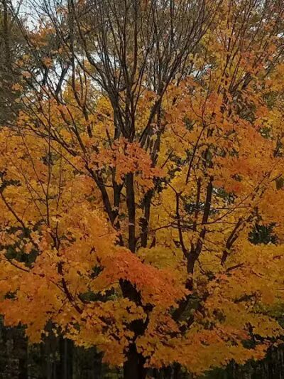 Woodland Roadside Park - Woodland,