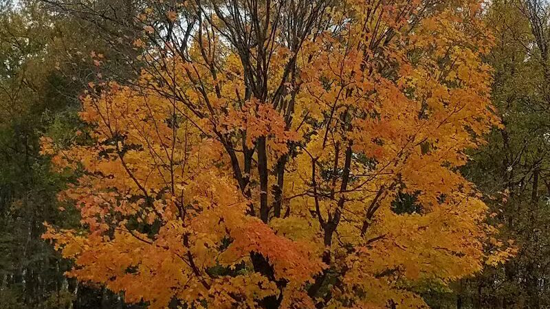 Woodland Roadside Park - Woodland,