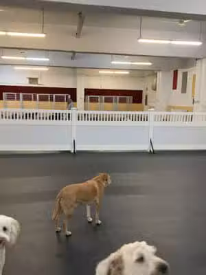 Fido Fitness Club - Woodmere, NY