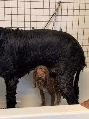 The Barrie Inn - Woodmere, NY