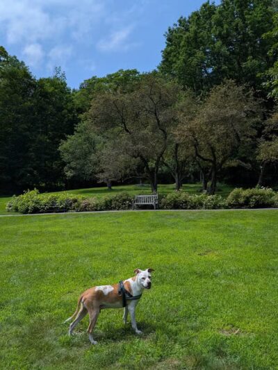 Faulkner Park - Woodstock, VT