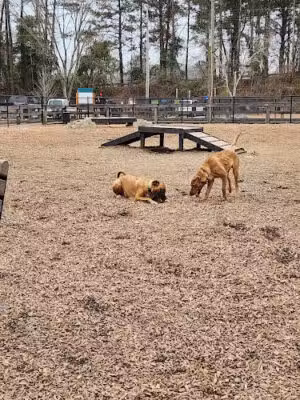 Woofstock Dog Park - Woodstock, GA