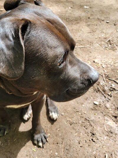 Woodstock Dog Park - Woodstock, NY