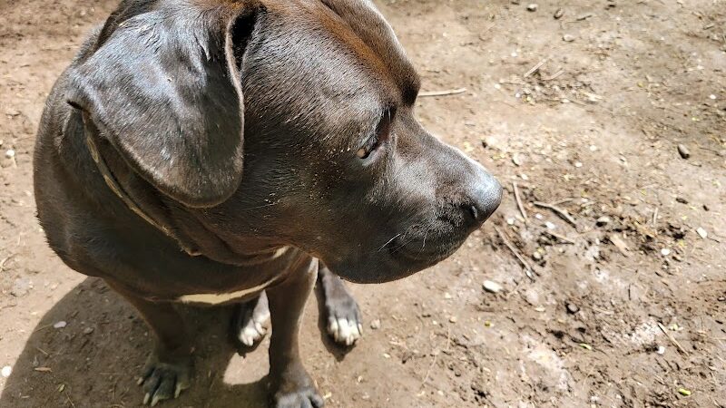 Woodstock Dog Park - Woodstock, NY