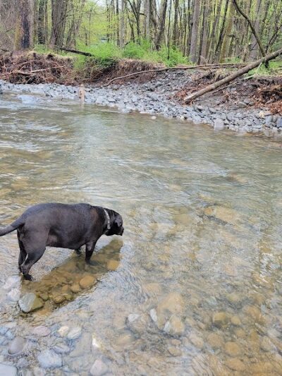 Woodstock Dog Park - Woodstock, NY