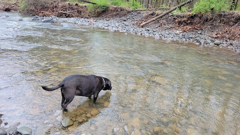 Woodstock Dog Park - Woodstock, NY