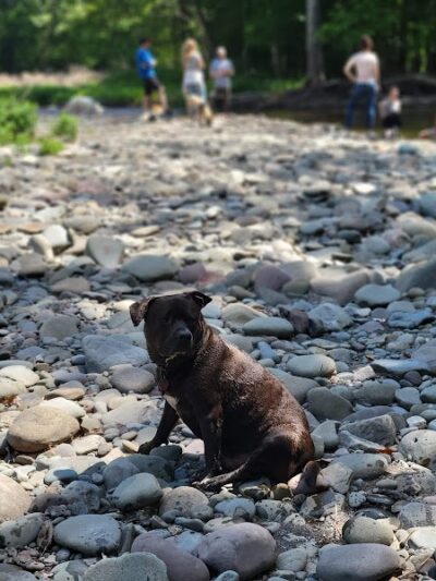 Woodstock Dog Park - Woodstock, NY