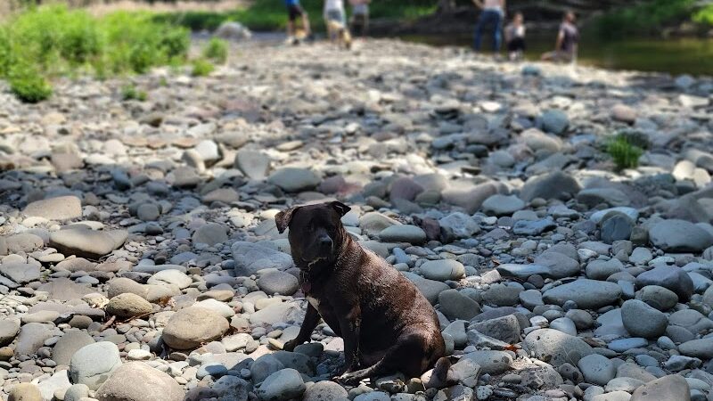 Woodstock Dog Park - Woodstock, NY