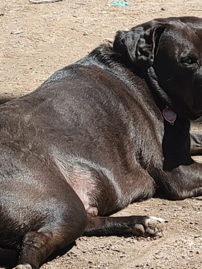 Woodstock Dog Park - Woodstock, NY