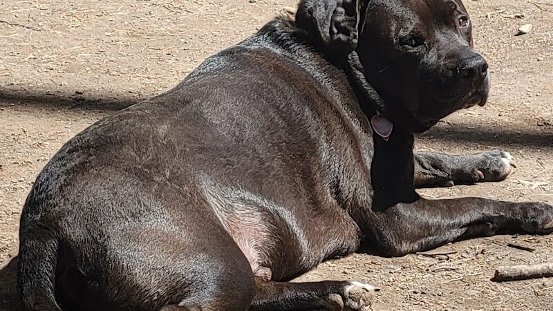 Woodstock Dog Park - Woodstock, NY