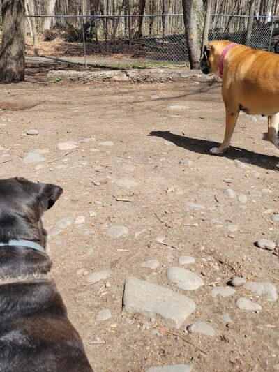 Woodstock Dog Park - Woodstock, NY