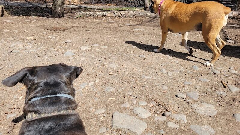 Woodstock Dog Park - Woodstock, NY