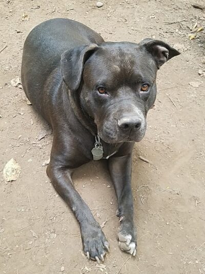 Woodstock Dog Park - Woodstock, NY