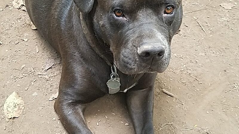Woodstock Dog Park - Woodstock, NY