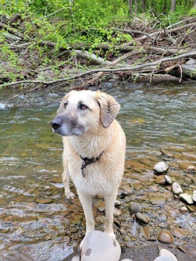 Woodstock Dog Park - Woodstock, NY