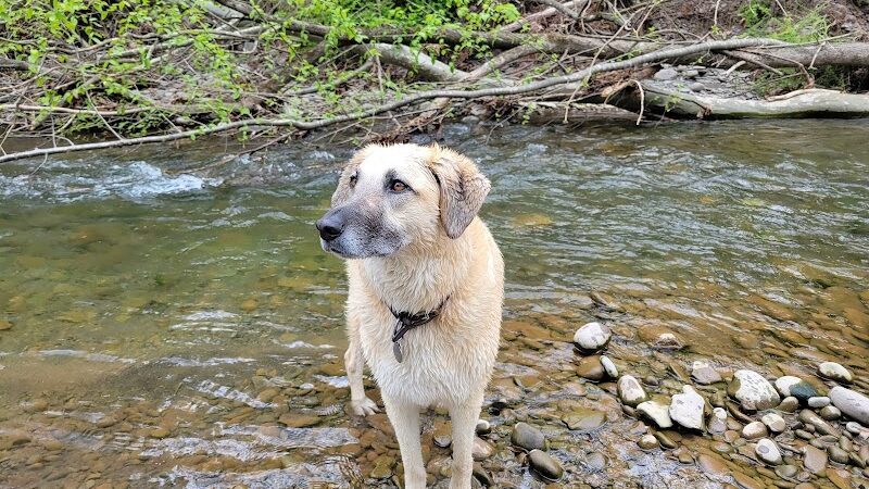 Woodstock Dog Park - Woodstock, NY